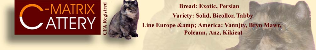 Breed: Exotic, Persian. Variety: Solid, Bicolor, Tabby. Lines Europe & America: Vannjty, Bryn Mawr, Polcann, Anz, Kikicat