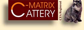 Exotic cats, persian cats, exotic kittens: C-MATRIX EXOTIC CATTERY