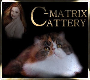 Экзоты, персы, экзотические котята: питомник кошек C-MATRIX EXOTIC CATTERY