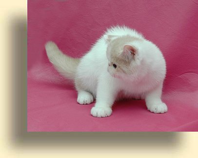 Питомники кошек экзотической породы москвы