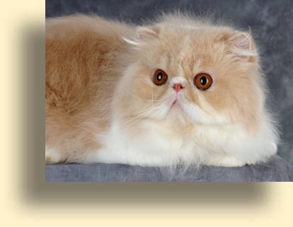 Питомники кошек экзотической породы москвы