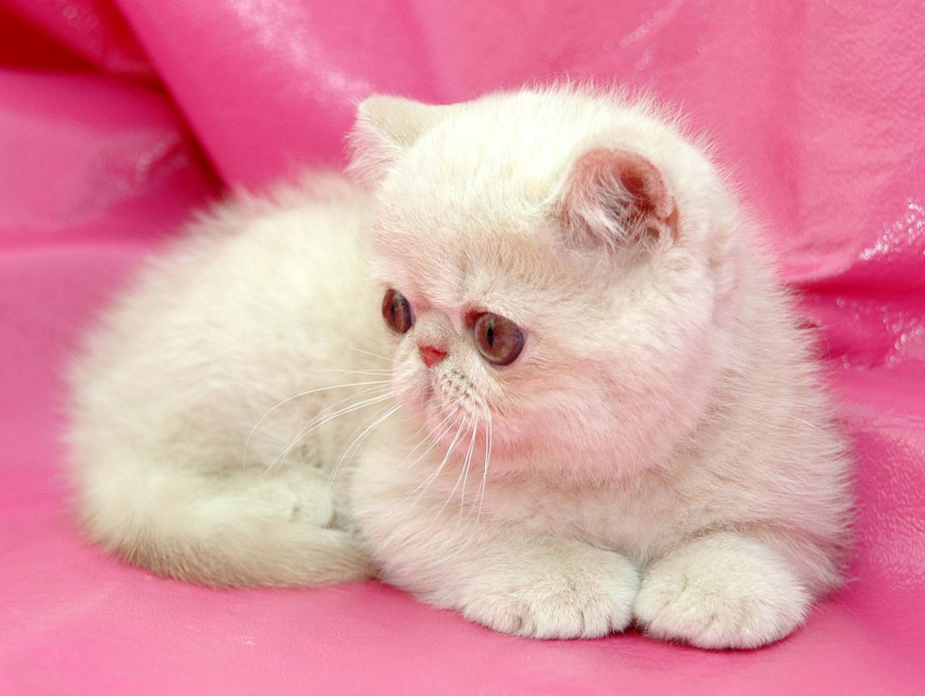 Экзотическая кошка котята. Экзот кошка. Кошки экзоты короткошерстные. Персидский кот экзот. Экзот кошка белая.