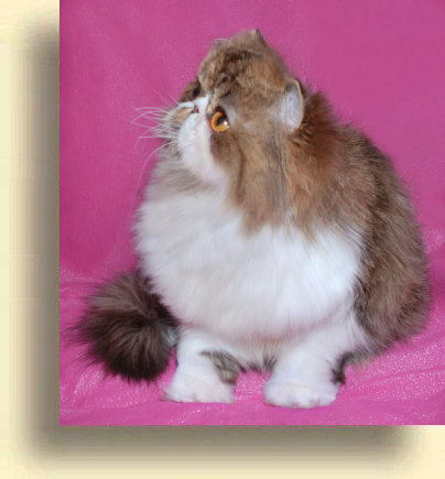 Питомники кошек экзотической породы москвы thumbnail