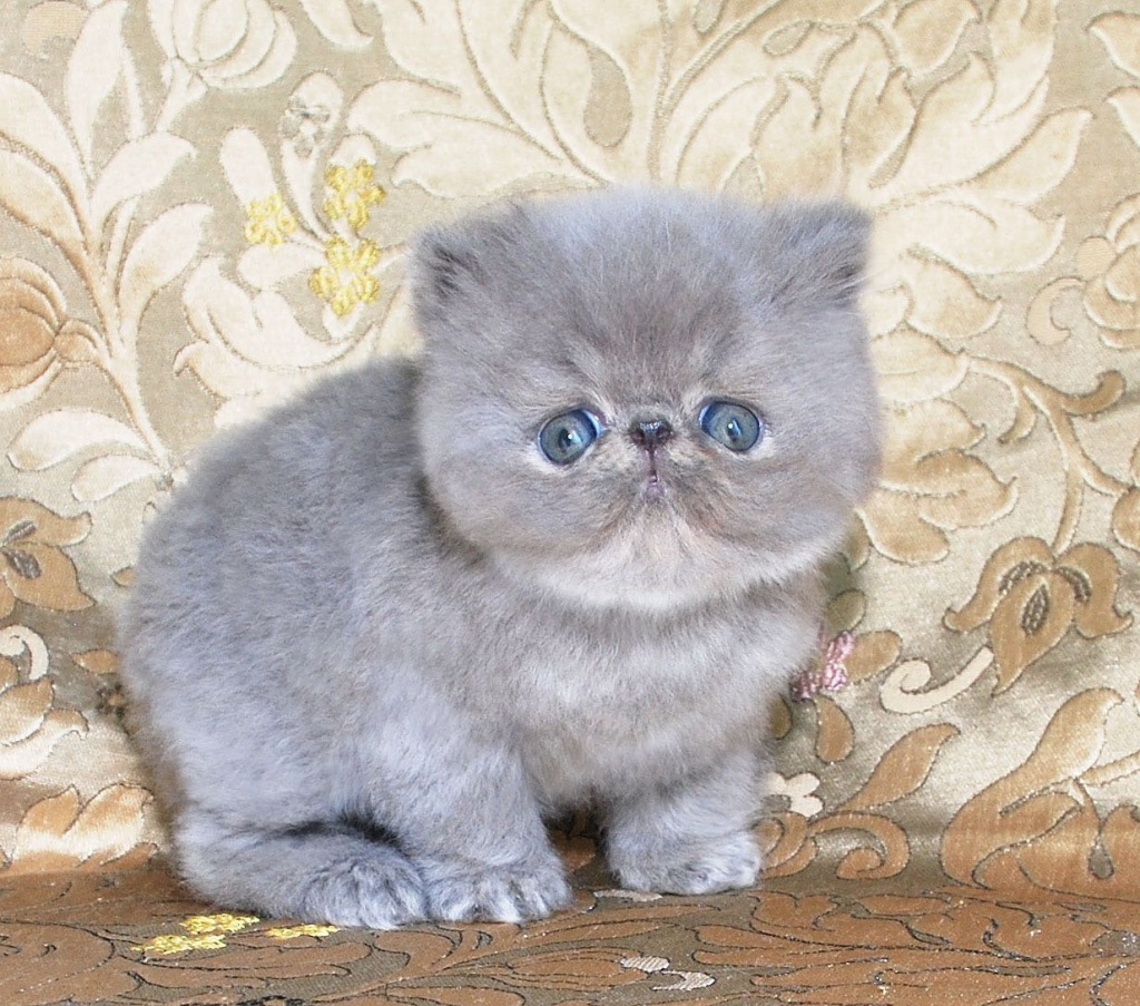 Породистого котенка недорого. Экзот кошка голубая. Экзот серый. Кошки породы экзот серый. Голубой экзот.