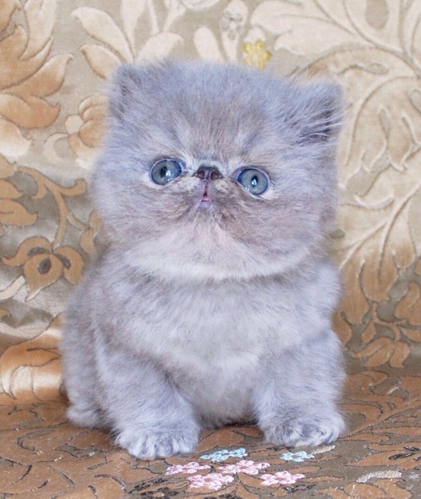 Авито породы кошек. Персидская кошка короткошерстная вислоухая. Персидские котята экзоты. Экзот голубого окраса. Экзот плюшевый вислоухий.