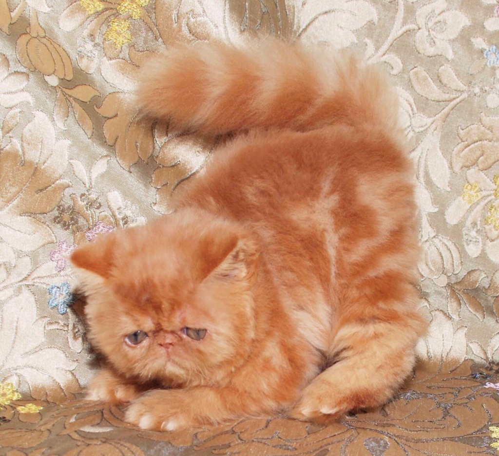 Питомники экзотических. Персидский кот экзот. Экзот кошка рыжая. Персидский экзот рыжий. Питомник котята персидские экзоты.